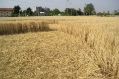 cropdesio6