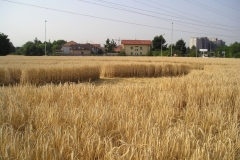 cropdesio8